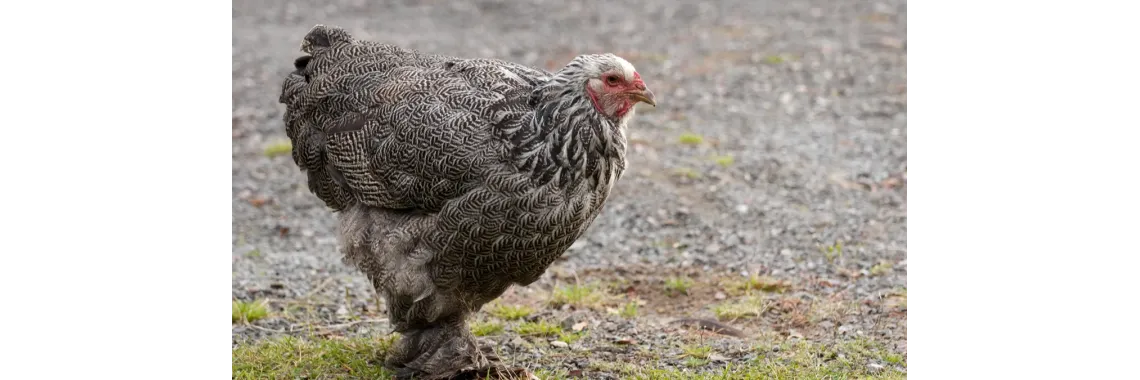 Poule Brahman