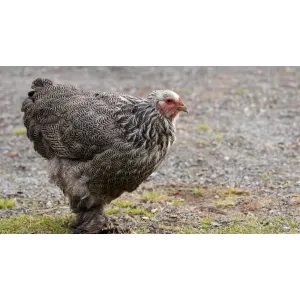 Poules à chair fermières