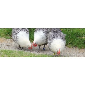 Poules pondeuses fermières