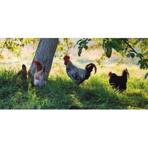 Poules mixtes fermières